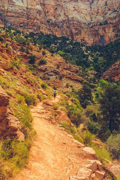 Zion Parque Nacional Utah Eua — Fotografia de Stock