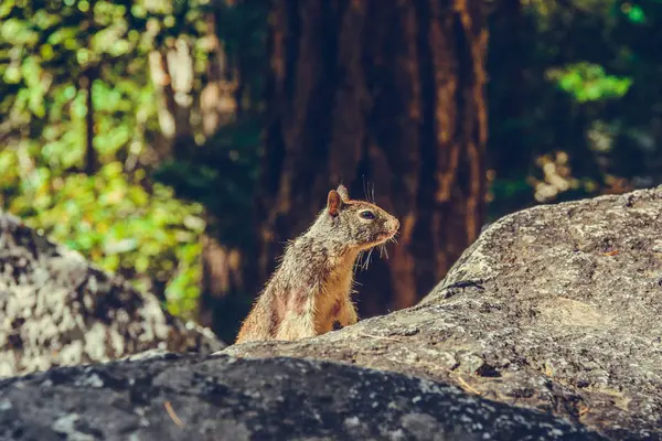 Parque Nacional Yosemite Califórnia Eua — Fotografia de Stock