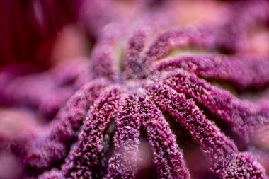 Kırmızı gelincik (Papaver rhoeas) makro arkaplan