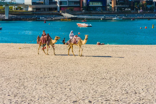 Dubai United Arab Emirates January 25Th 2020 Touristic Camel Tour — Stock Photo, Image