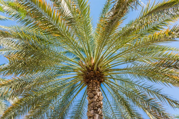 Palmier Gros Plan Sur Fond Ciel Bleu Dubaï Émirats Arabes — Photo