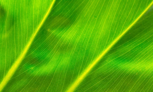Zelený Tropický List Zblízka Pozadí Bavaro Dominikánská Republika — Stock fotografie