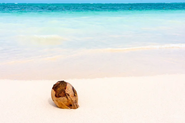 Kokosnöt Karibisk Vit Sand Med Turkos Hav Bakgrund Bavaro Stranden — Stockfoto