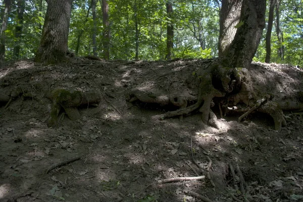 Bare Roots Two Trees Forest Daylight Hours — Stock Photo, Image