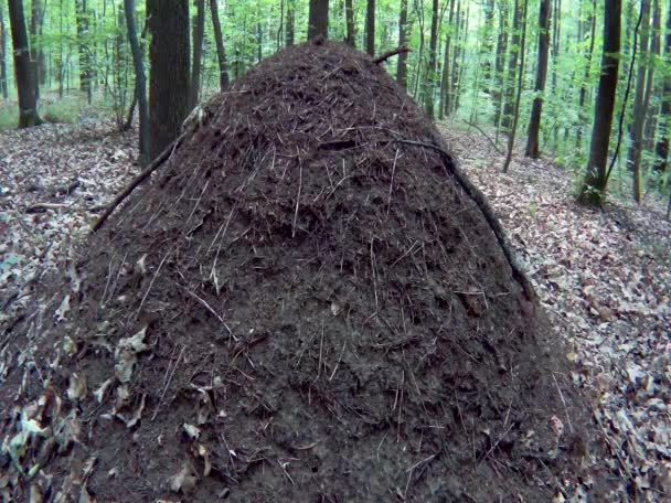 Gran Colina Hormigas Bosque Entre Los Árboles — Vídeo de stock