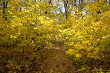 Sarı yapraklar ve ağaçlar ile Orman yolundaki