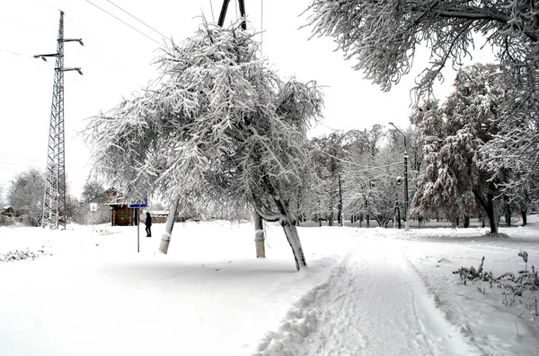 Drzewa Słupy Pokryte Śniegiem Sezonie Zimowym — Zdjęcie stockowe
