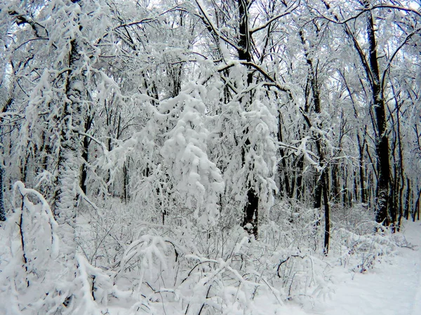 Sníh Lese Stromů Větví — Stock fotografie
