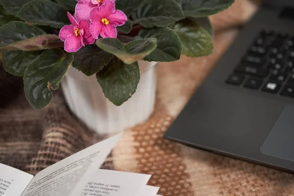 Pot with flowers, laptop and book on the beach. Stltctive focus