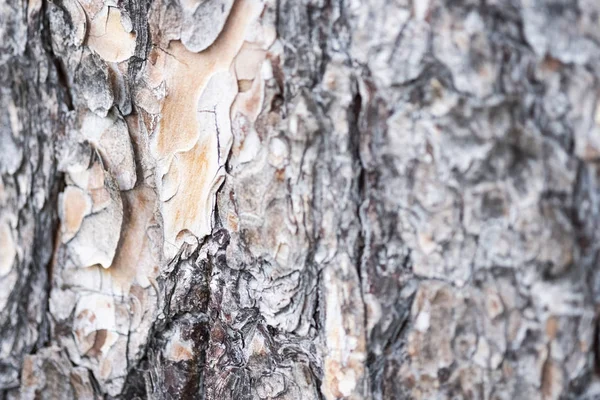 Kabuk dokusu arka plan deseni eski brown tasarım için çatlamak. Yakın çekim