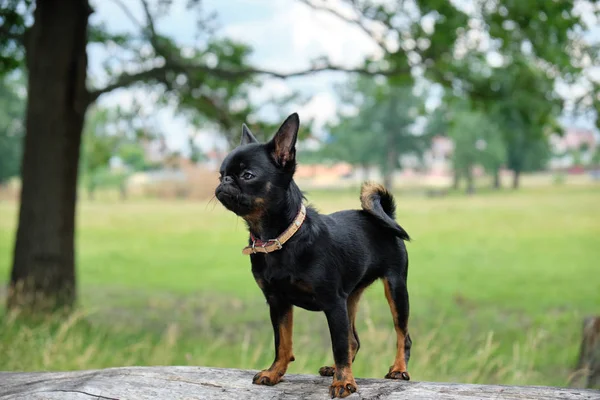 Petit Brabancon auf grünem Gras Naturspaziergang. kleiner schwarzer Hund. Selektiver Fokus — Stockfoto