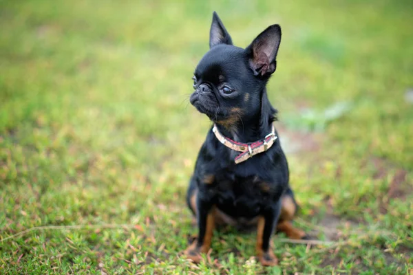 Petit Brabancon auf grünem Gras Naturspaziergang. kleiner schwarzer Hund. Selektiver Fokus — Stockfoto