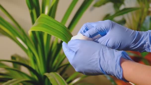 Дівчина в гумових синіх рукавичках миє рослини білою тканиною . — стокове відео