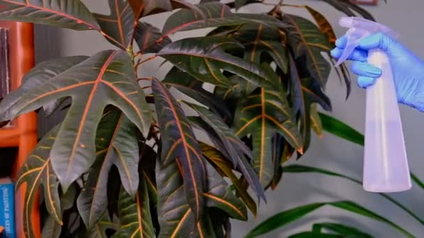 Chica en guantes de goma azul rocía plantas verdes. Limpieza de la casa — Vídeos de Stock