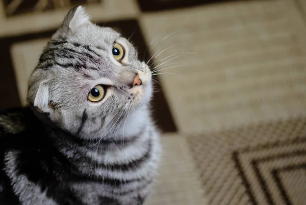 Scottish fold cat looks up at home. Striped cat — Stock Photo, Image