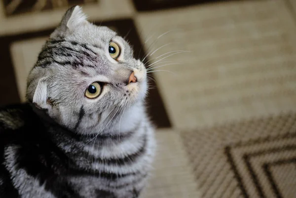 Un chat écossais regarde à la maison. Chat rayé — Photo