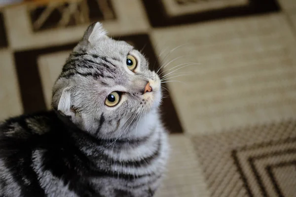 Scottish fold katt ser upp hemma. Randig katt — Stockfoto