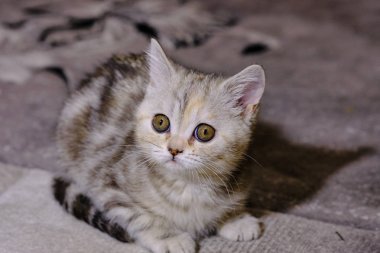 İskoç düz yavru kedi evde arama yapar. Çizgili kedicik