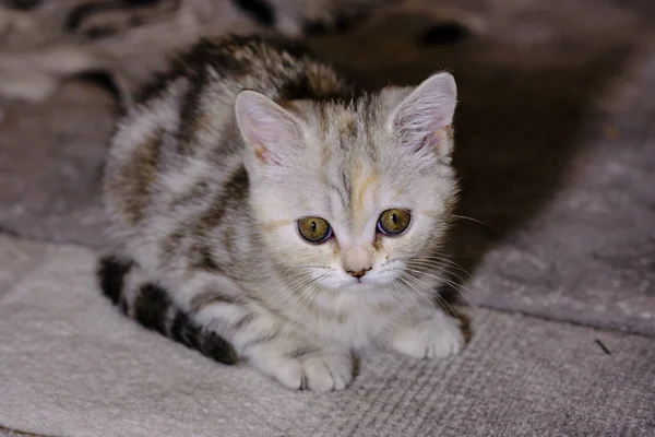 Gatito hetero escocés mira hacia adelante en casa. Gatito rayado —  Fotos de Stock