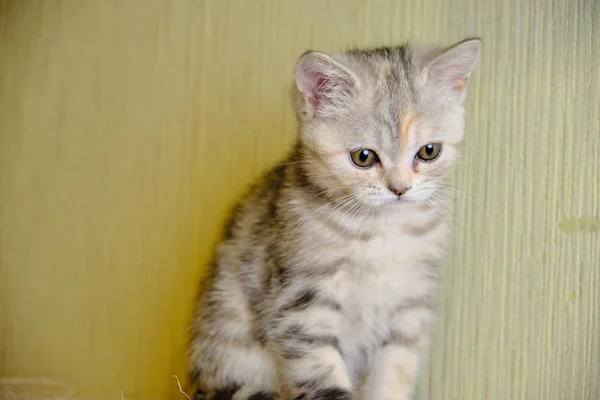 Szkocki kotek prosto do przodu wygląda w domu. Rozłożony kociak — Zdjęcie stockowe