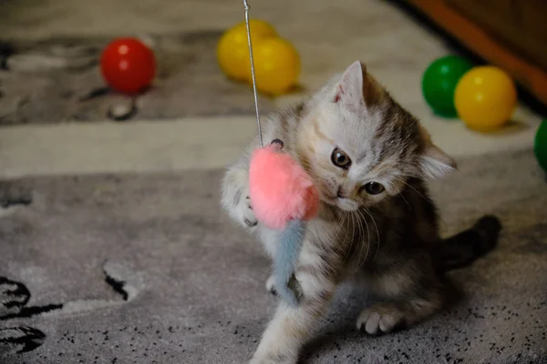 Scottish  straight kitten playing  with toys at home.  Scared striped kitten with green eyes. — Stock Photo, Image