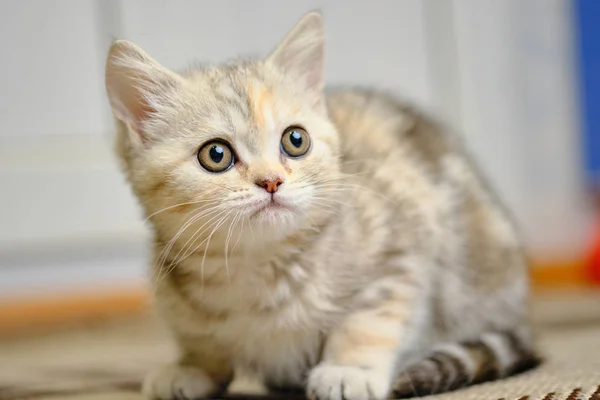Skót egyenes cica úgy néz ki otthon. Csíkos cica, zöld szeme. — Stock Fotó