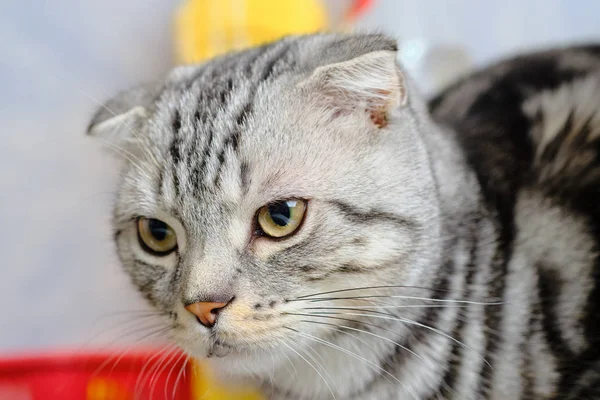 İskoç fold kedi evde doğru gözüküyor. çizgili kedi — Stok fotoğraf