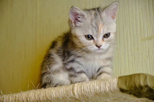Skotska raka kattunge ser ner hemma. Randig kattunge med gröna ögon. — Stockfoto