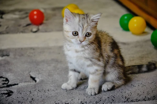 Szkocki kotek prosto do przodu wygląda w domu. Rozłożony kociak — Zdjęcie stockowe
