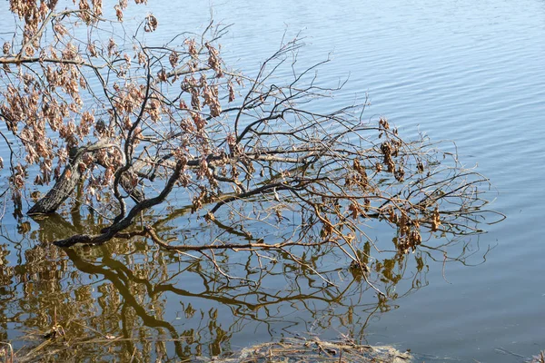 पेड़ पानी के ऊपर चिपका हुआ, झील वसंत की शुरुआत में फैलता है — स्टॉक फ़ोटो, इमेज
