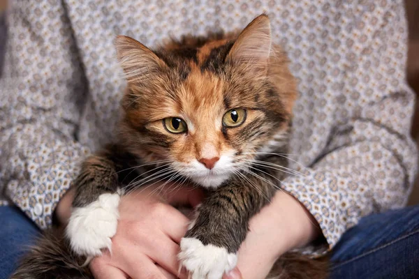 Портрет трехцветного кота, сидящего на руках — стоковое фото