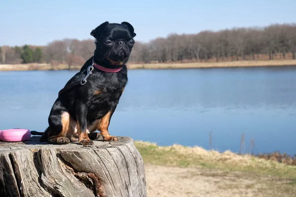 Petit Brabancon Porträt eines schwarz-braunen Frühlings — Stockfoto