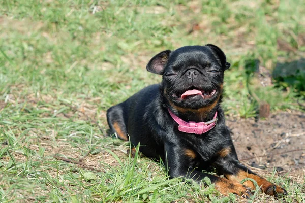 Porträt des schwarzen Petit Brabancon auf dem grünen Gras — Stockfoto