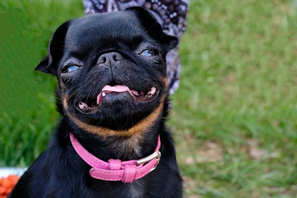 Porträt des schwarzen Petit Brabancon auf dem grünen Gras — Stockfoto