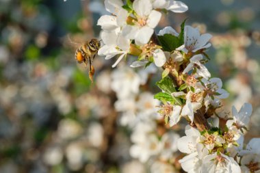 Arı çiçek açan bir ağaçta nektar toplar..