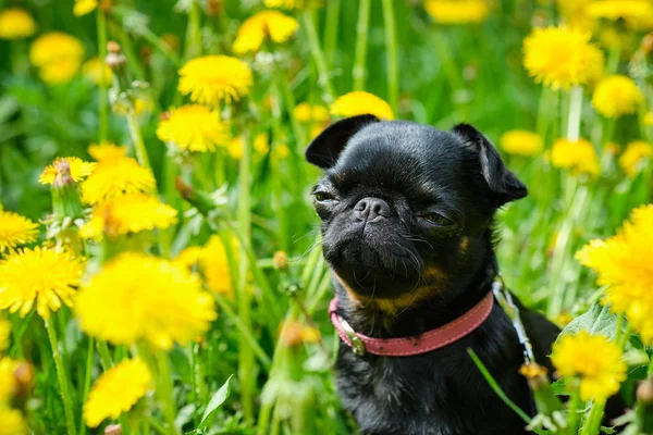 Un piccolo cane nero siede sull'erba verde con denti di leone gialli. Petit Brabancon — Foto Stock