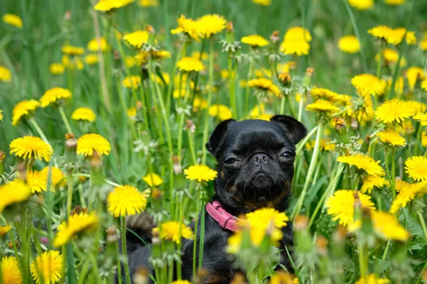 Un piccolo cane nero siede sull'erba verde con denti di leone gialli. Petit Brabancon — Foto Stock