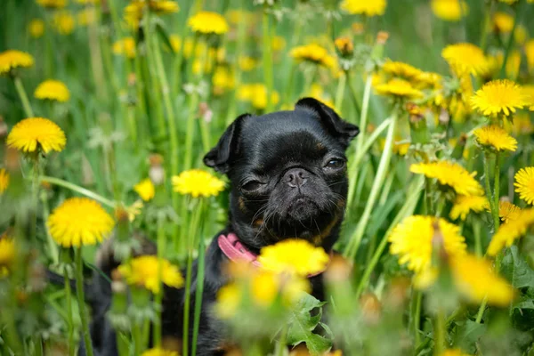 Un piccolo cane nero siede sull'erba verde con denti di leone gialli. Petit Brabancon — Foto Stock