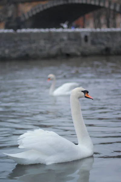 two swans on the river