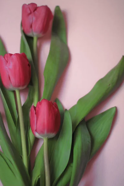 Розовые Тюльпаны Розовый Фон — стоковое фото