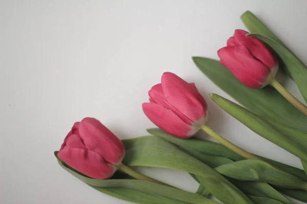 Tulips White Background — Stock Photo, Image