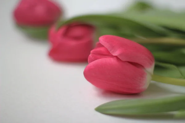 Тюльпаны Белом Фоне — стоковое фото
