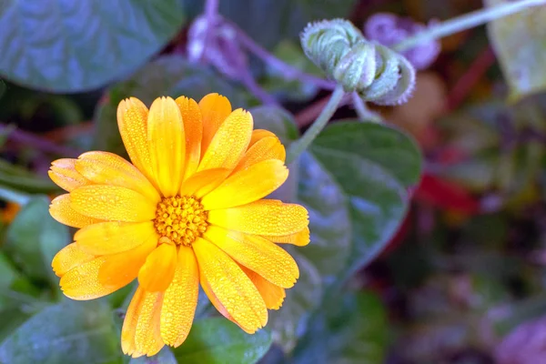 Sabah çiğ damlaları ile sarı papatya