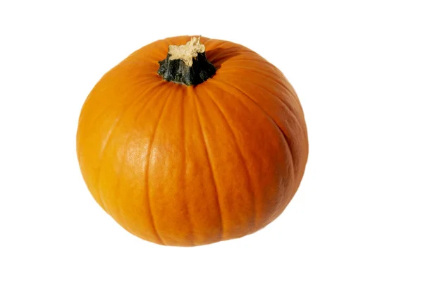 Beyaz arkaplanda kabak izole