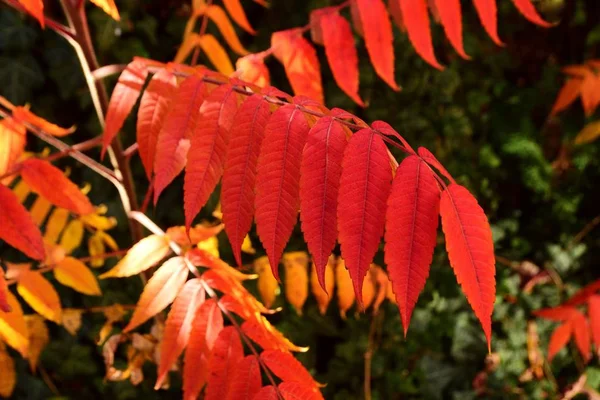 Geyik boynuzu yayın balığı (Rhus typhina) sonbahar güneşte parlayan kırmızı yaprak