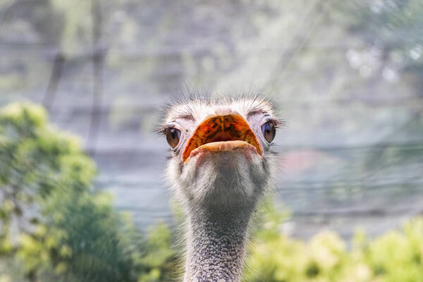 This is a photograph of an ostrich's head that looks like an extraterrestrial creature.