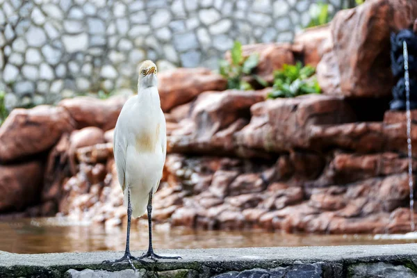 Küçük beyaz altın balıkçıl kuş.