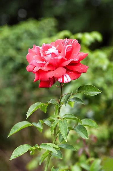 Çiyli kırmızı gül.