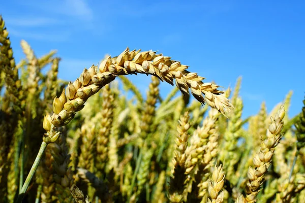 Olgun buğday, yaz ve sonbahar başlangıcı.
