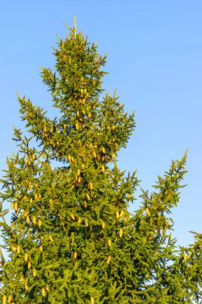 Bir sürü mavi gökyüzüne karşı ve bir köknar ağacının dalları üzerinde kahverengi koniler.
